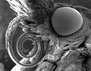 Illustration for article titled The Bizarre History of Insect Head Transplants